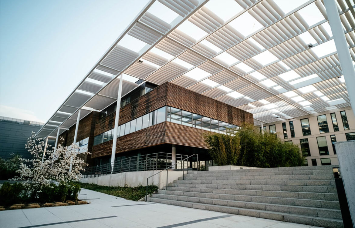 Pteropodidae: The Megabat Family Explained